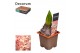 Hyacinthus gipsy queen orientalis Hyacint Gipsy Queen met etiket 30 bl 