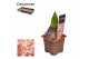 Hyacinthus gipsy queen orientalis Hyacint Gipsy Queen met etiket 30 bl 