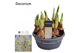 Narcissus double grp bridal crown Narcis Bridal Crown 7 per pot