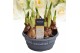 Narcissus double grp bridal crown Narcis Bridal Crown 7 per pot 