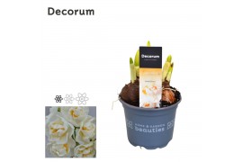 Narcissus double grp bridal crown Narcis Bridal Crown 3 per pot