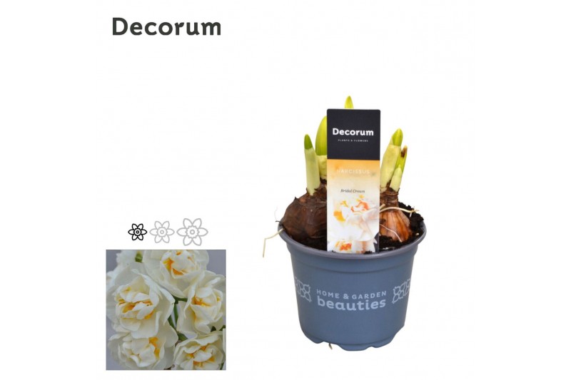 Narcissus double grp bridal crown Narcis Bridal Crown 3 per pot 