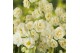 Narcissus double grp bridal crown Narcis Bridal Crown 3 per pot 