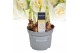 Narcissus double grp bridal crown Narcis Bridal Crown 5 per pot 
