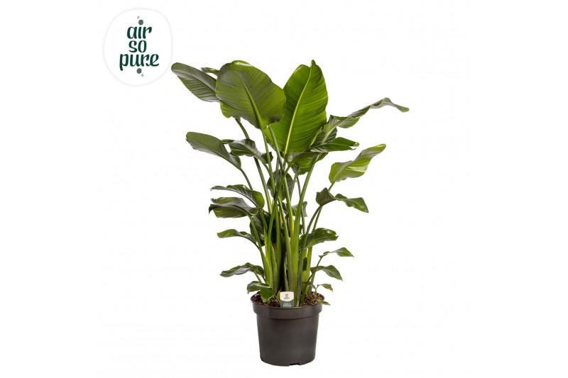 Strelitzia nicolai Strelitzia Nicolai p35 (Air so Pure) zonder bloem b 
