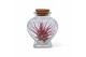 Tillandsia arrangement Tillandsia heart bottle small 1 pp 