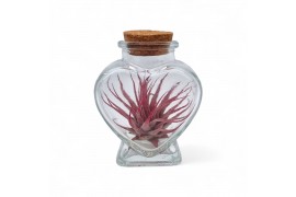 Tillandsia arrangement Tillandsia heart bottle small 1 pp