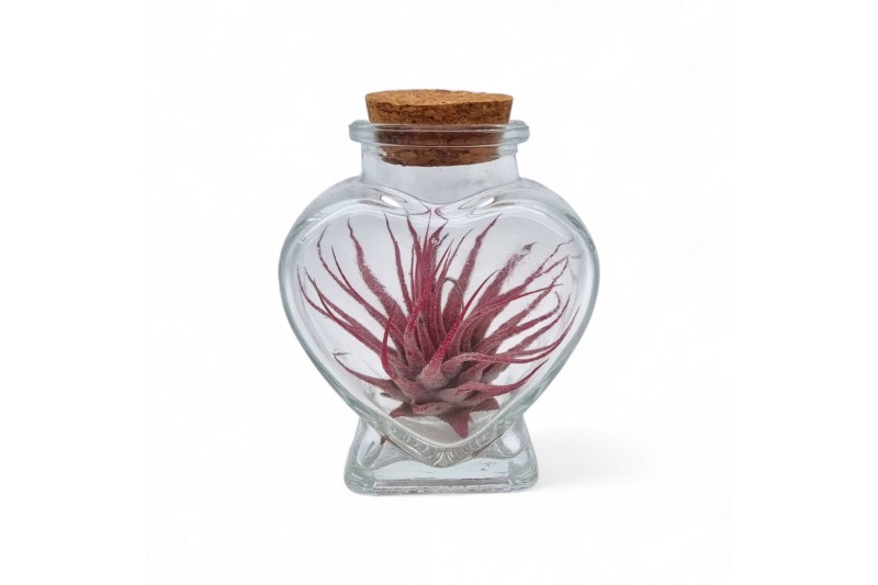 Tillandsia arrangement Tillandsia heart bottle small 1 pp 