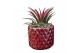 Tillandsia arrangement Tillandsia diamond red pot 1 pp 