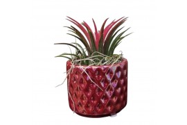 Tillandsia arrangement Tillandsia diamond red pot 1 pp