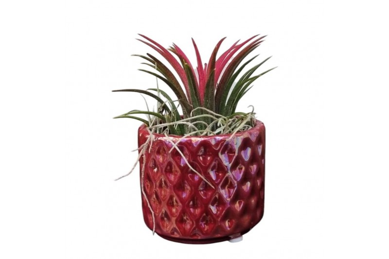 Tillandsia arrangement Tillandsia diamond red pot 1 pp 