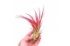 Tillandsia Tillandsia Multiflora large red 1 bl. 