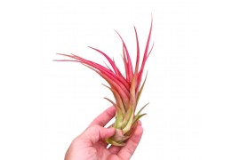 Tillandsia Tillandsia Multiflora large red 1 bl.