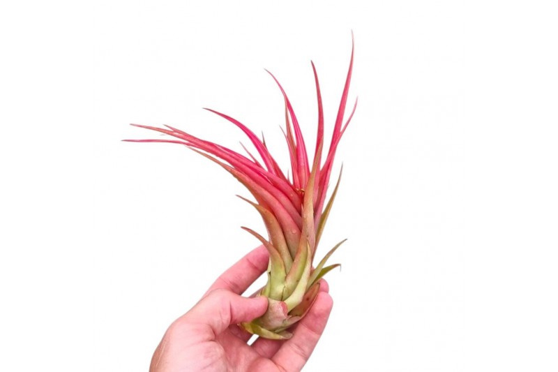 Tillandsia Tillandsia Multiflora large red 1 bl. 