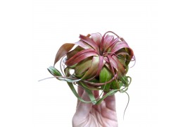 Tillandsia Tillandsia Eric Knobloch 1 bl.