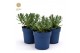 Lavandula angustifolia felice Lavandula ang. Felice® Collection P10,5 