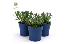 Lavandula angustifolia felice Lavandula ang. Felice® Collection P10,5