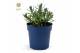 Lavandula angustifolia felice Lavandula ang. Felice® Collection P10,5 