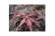 Acer palmatum sumi-nagashi Acer palm. Sumi-nagashi 