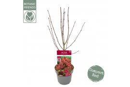 Acer palmatum shaina Acer palm. Shaina