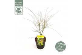 Acer palmatum orange dream Acer palm. Orange Dream