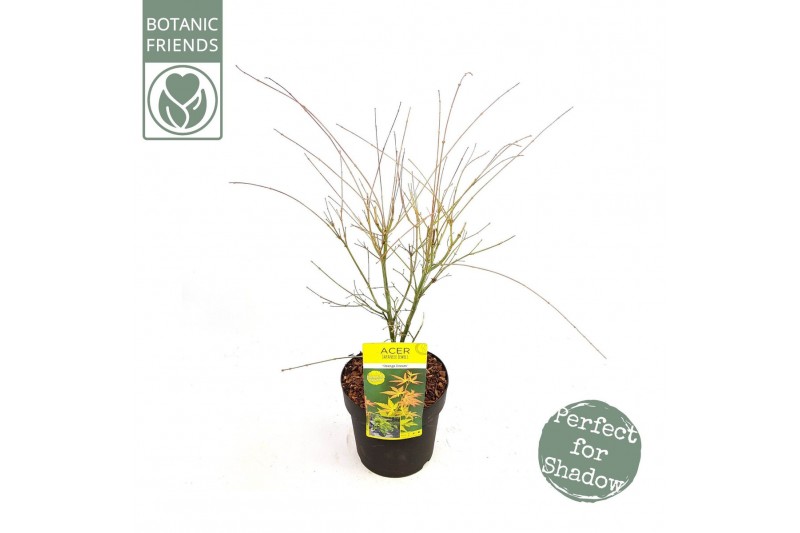 Acer palmatum orange dream Acer palm. Orange Dream 