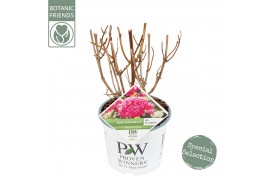 Hydrangea arborescens annabelle Hydrangea arbo. Pink Annabelle®