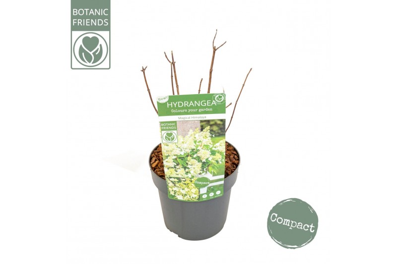 Hydrangea paniculata magical himalaya Hydrangea pan. Magical Himalaya® 