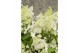Hydrangea paniculata magical himalaya Hydrangea pan. Magical Himalaya® 