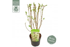 Exochorda racemosa Exochorda r. Magical Springtime ®