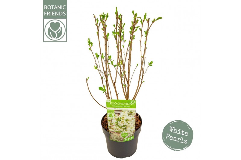 Exochorda racemosa Exochorda r. Magical Springtime ® 