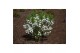 Exochorda racemosa Exochorda r. Magical Springtime ® 