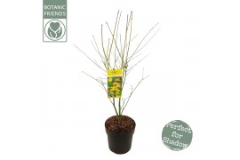 Acer palmatum orange dream Acer palm. Orange Dream