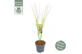 Acer palmatum going green Acer palm. Going Green®