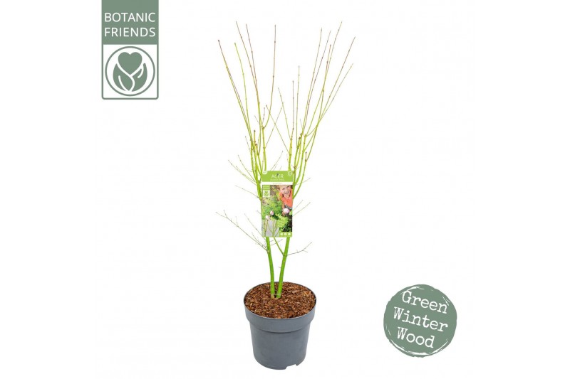 Acer palmatum going green Acer palm. Going Green® 