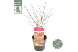 Acer palmatum beni-maiko Acer palm. Beni-maiko