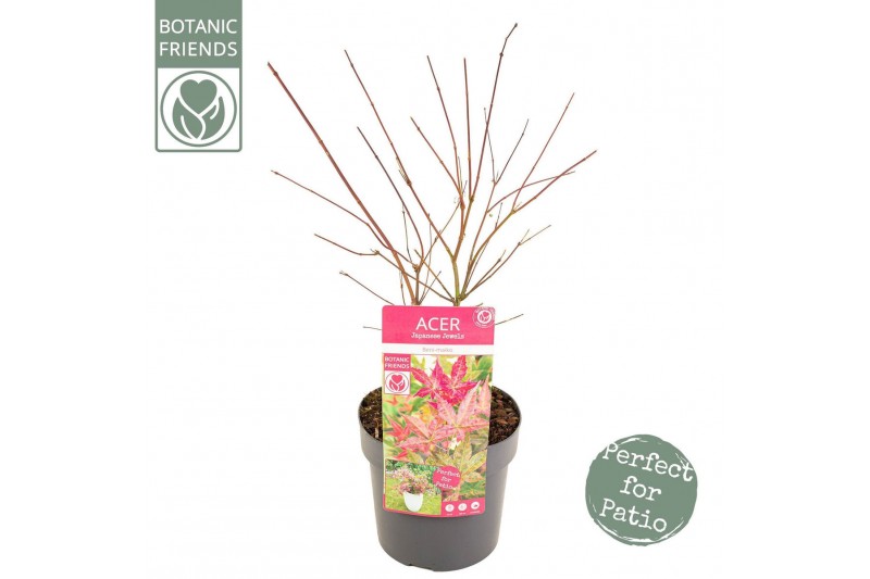 Acer palmatum beni-maiko Acer palm. Beni-maiko 