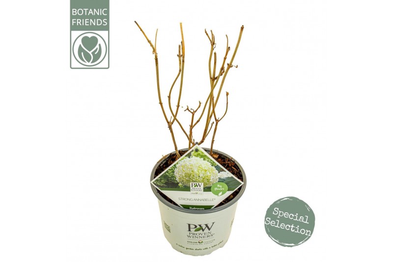 Hydrangea arborescens incrediball Hydrangea arbo. Strong Annabelle® 