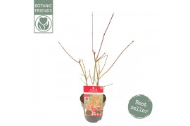 Acer palmatum atropurpureum Acer palm. Atropurpureum2 pp