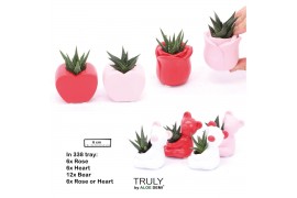 Succulenten TRULY Succulent, Love mix mini1 pp