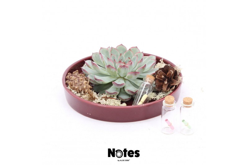 Arrangementen succulenten ROOTLESS Echeveria autumn, burgundy red bowl 