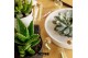 Arrangementen succulenten ROOTLESS Echeveria mix, Deer pot and glass p 