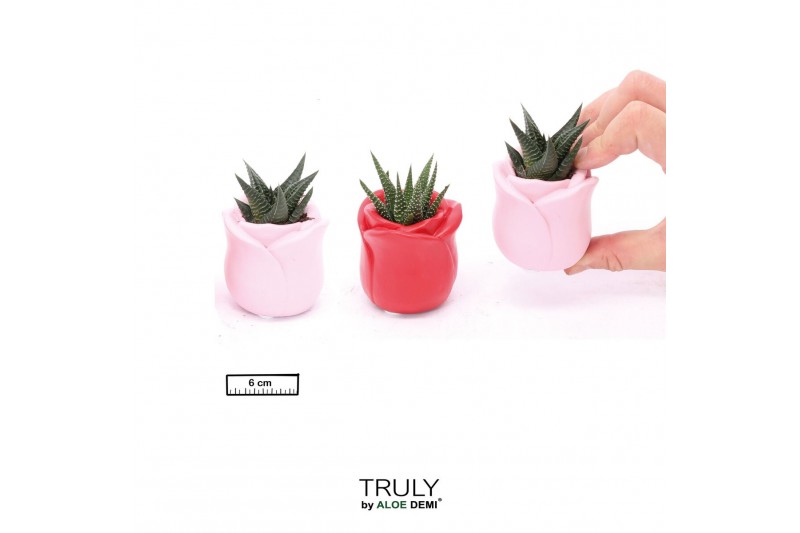 Succulenten TRULY Succulent, Rose mini1 pp 