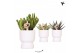 Succulenten mix Kolibri Greens Succulenten mix in Diabolo pot white1 p 