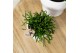 Rhipsalis mix Kolibri Greens Rhipsalis mix in Diabolo pot white1 pp 