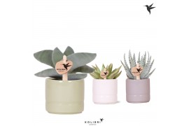 Succulenten mix Kolibri Greens Succulenten mix in Pastel pot mix1 pp