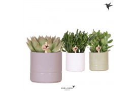 Succulenten mix Kolibri Greens Succulenten mix in Pastel pot mix1 pp