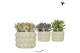 Succulenten mix Kolibri Greens Succulenten mix in Citrus pot green1 pp 