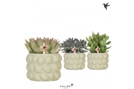 Succulenten mix Kolibri Greens Succulenten mix in Citrus pot green1 pp