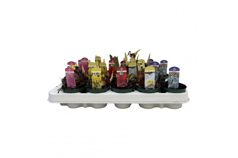 Bolbloemen mix Bollenmix Hyacint/Tulp/Narcis 7 cm. 1 per pot 